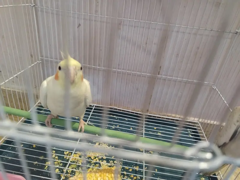 cream and pearl cocktail, both male with small cage — photo 2