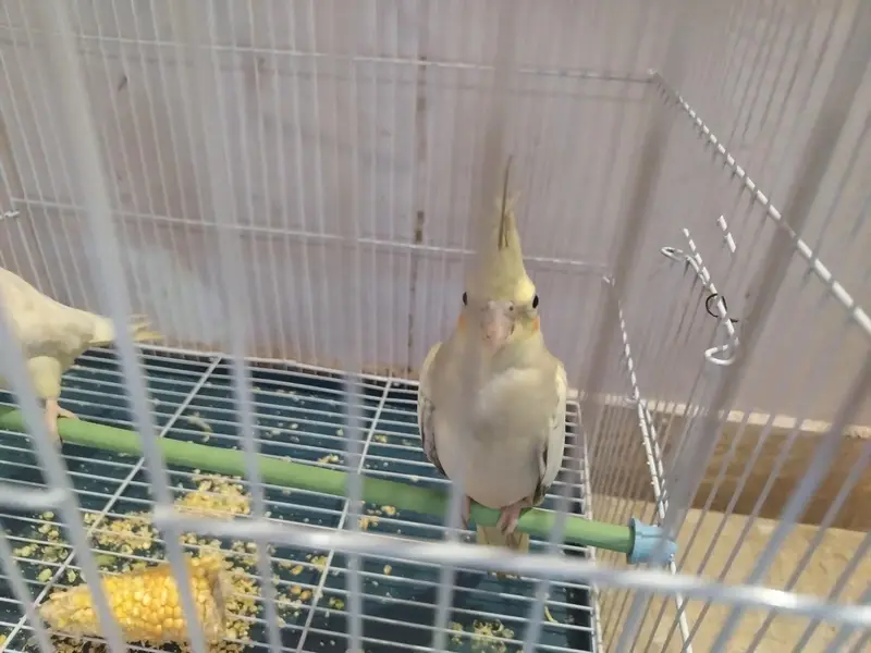 cream and pearl cocktail, both male with small cage — photo 3