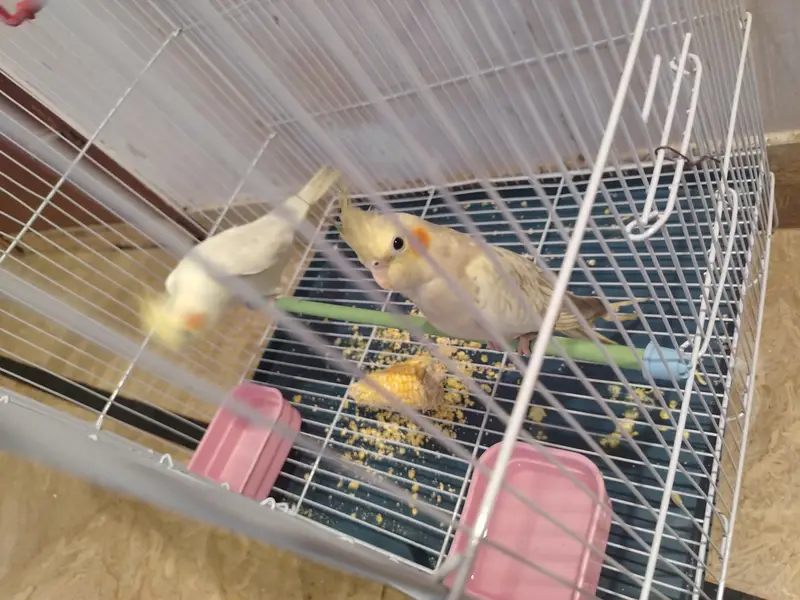 cream and pearl cocktail, both male with small cage — photo 4