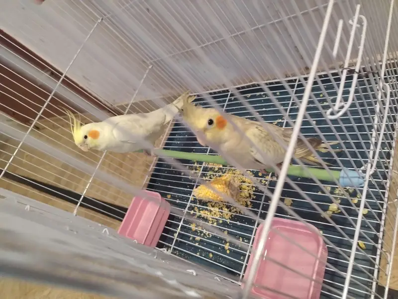 cream and pearl cocktail, both male with small cage — photo 5