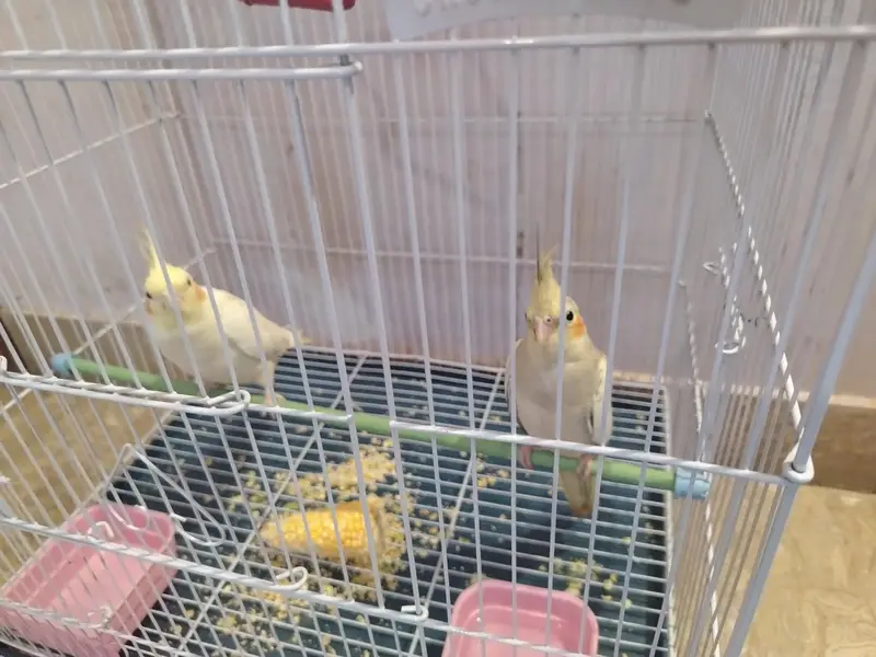 cream and pearl cocktail, both male with small cage — photo 6