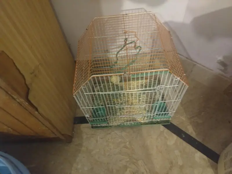cream and pearl cocktail, both male with small cage — photo 7