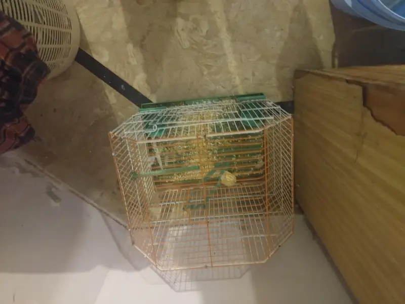 cream and pearl cocktail, both male with small cage — photo 8
