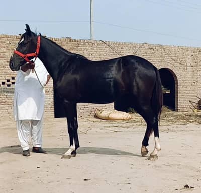 pure ravi breed hight 60