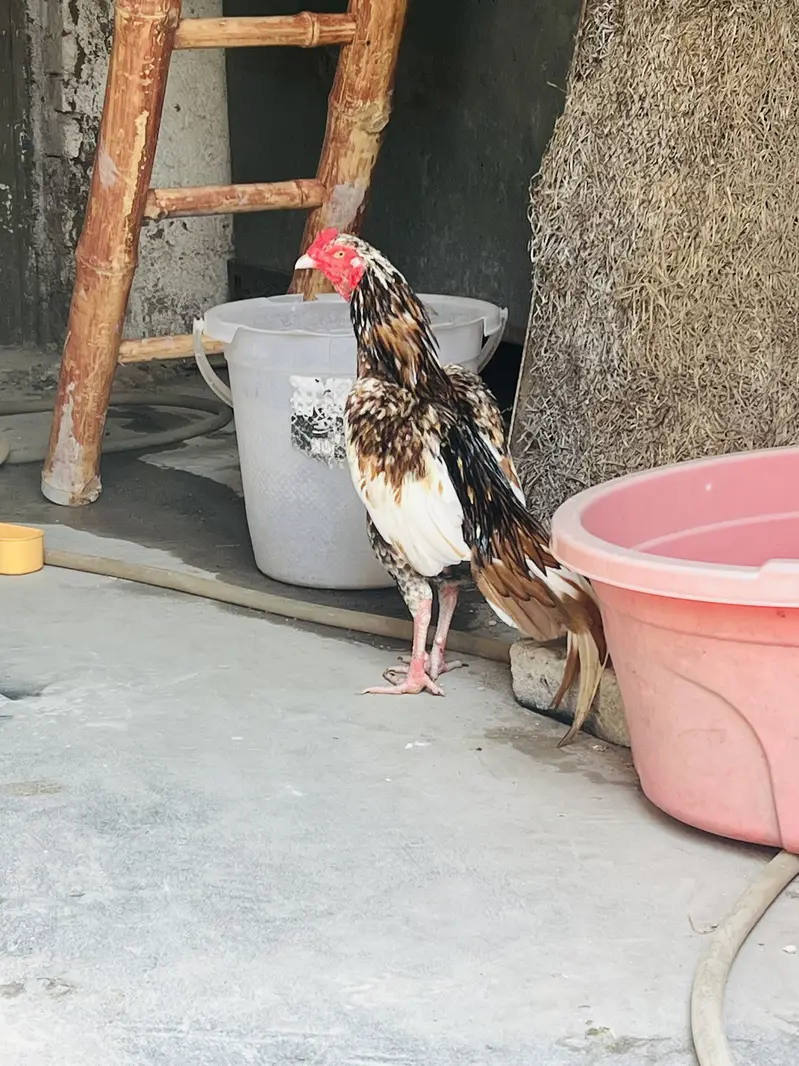 Aseel Mianwali — photo 2