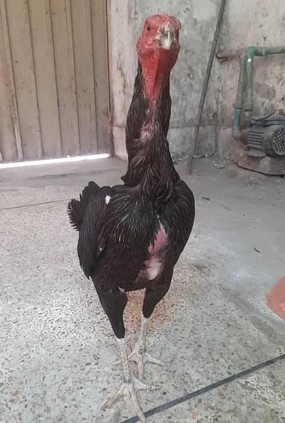 pure panus pakoy Madi