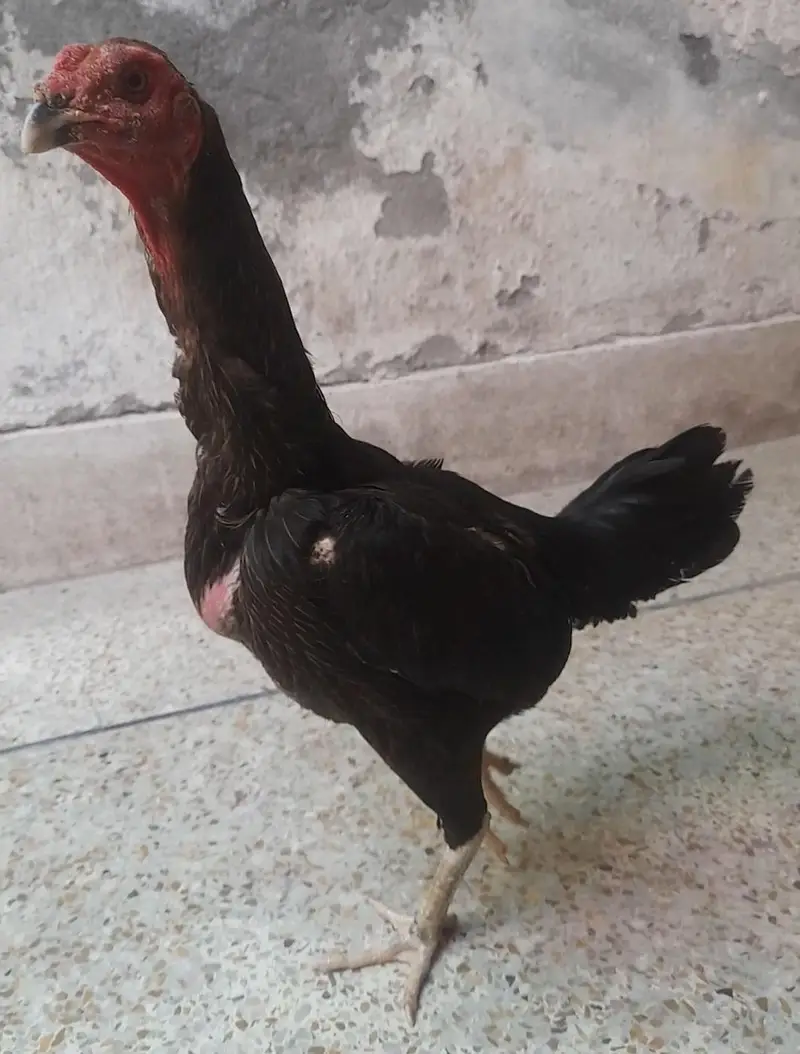 pure panus pakoy Madi — photo 2
