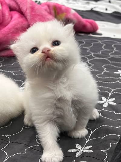 Triple Coated Persian Kittens