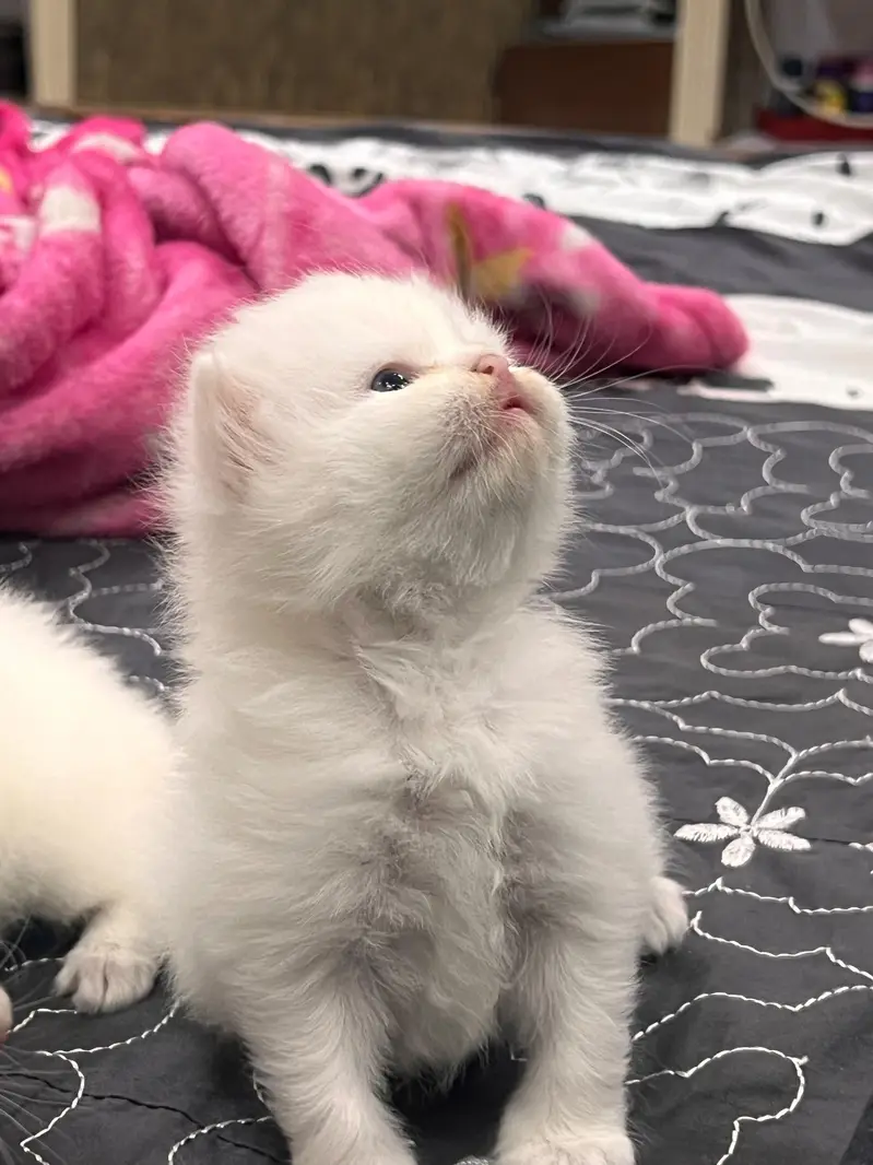 Triple Coated Persian Kittens — photo 2