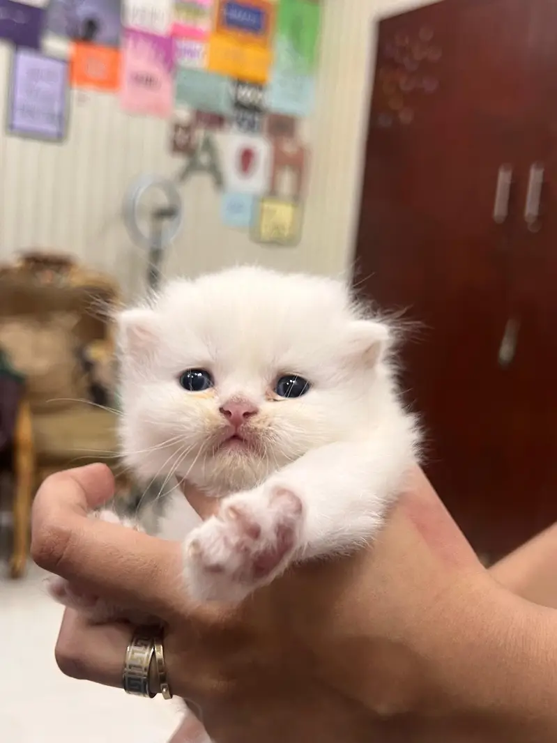 Triple Coated Persian Kittens — photo 3