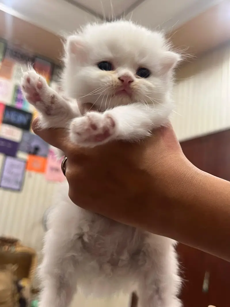 Triple Coated Persian Kittens — photo 4