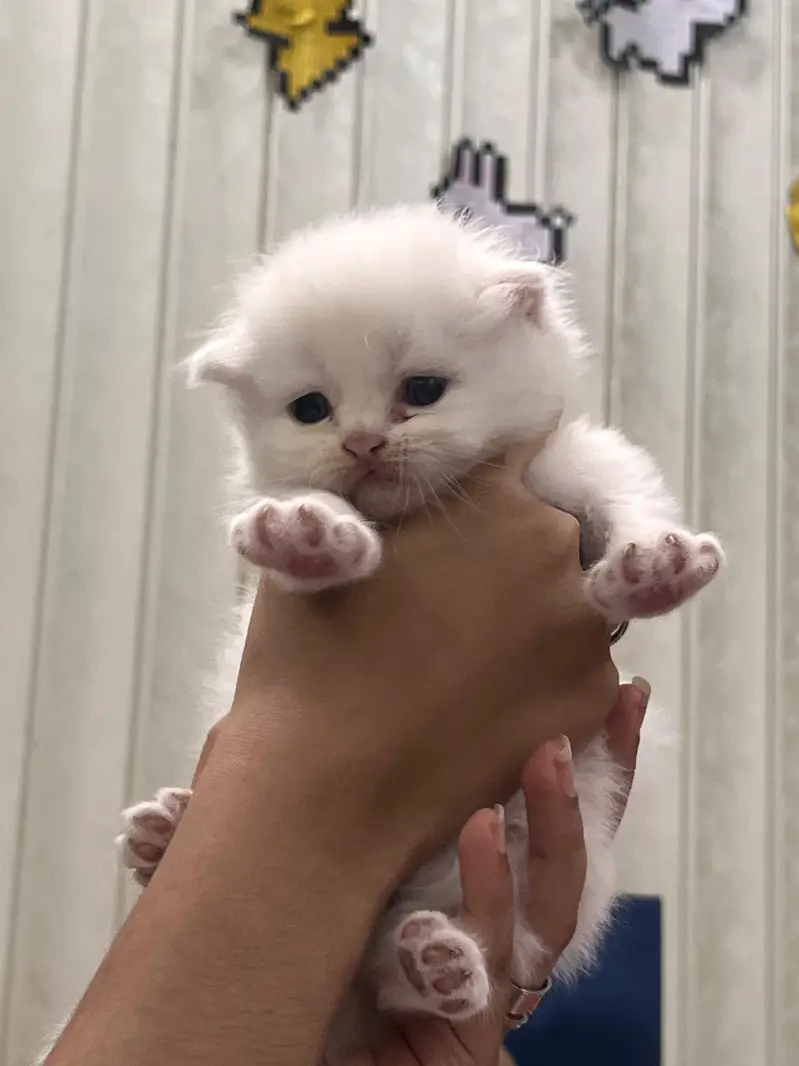 Triple Coated Persian Kittens — photo 5