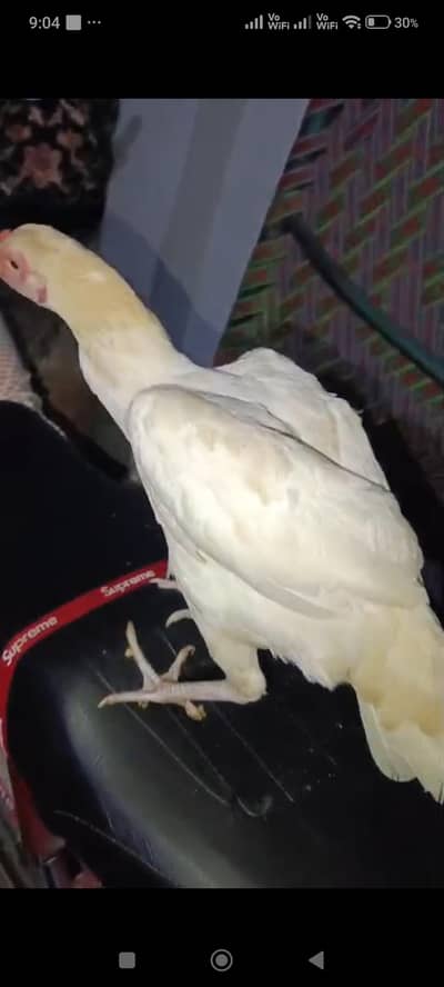 heera Aseel breeder female