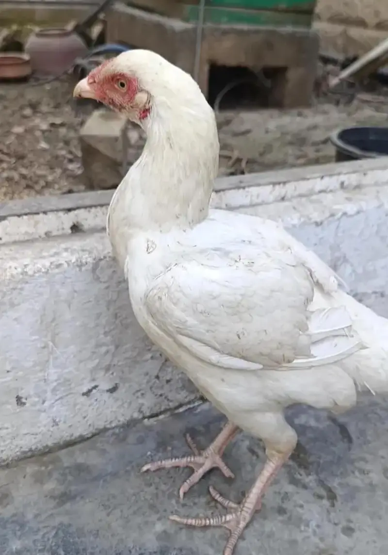 heera Aseel breeder female — photo 3