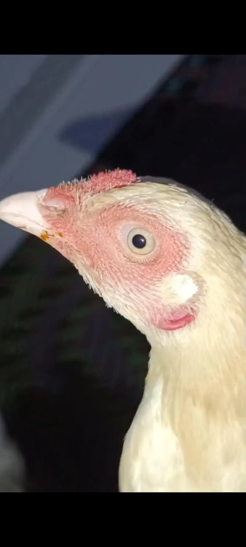 heera Aseel breeder female — photo 4