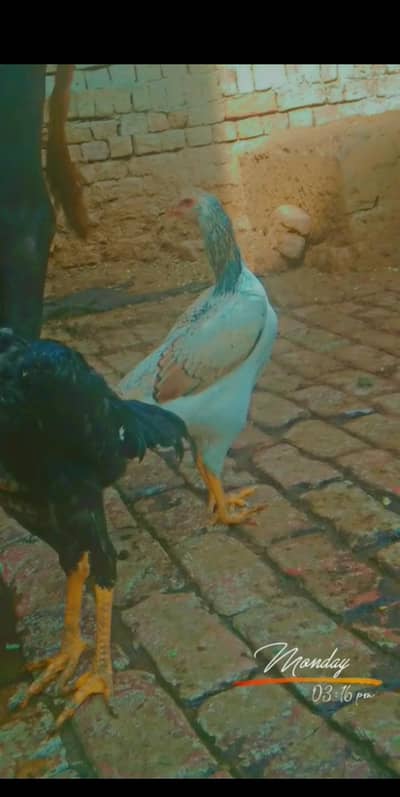 Pure shamo female and Thai female