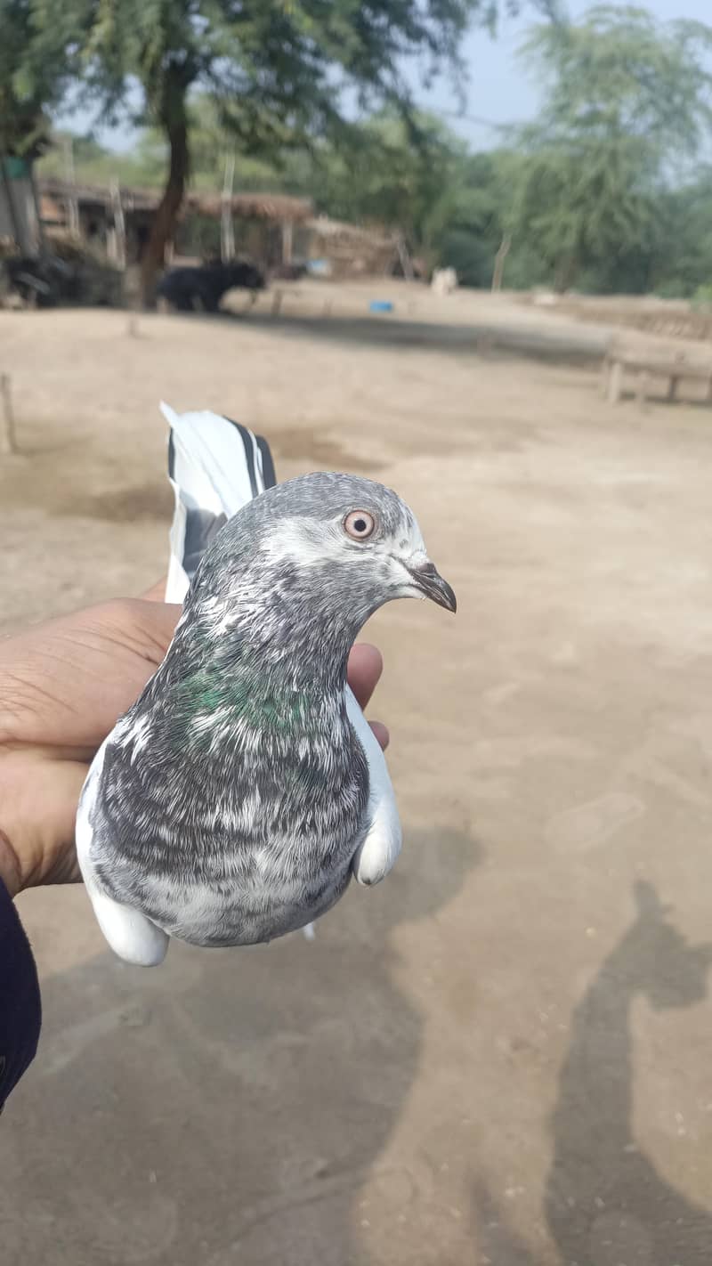 پپلاں والے دیسی اور ٹیڈی مکس 0