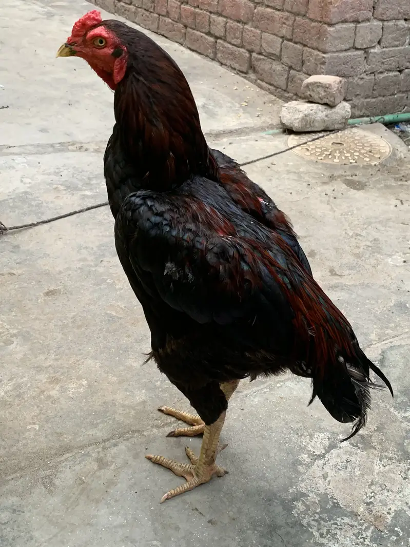 Aseel shamo — photo 6