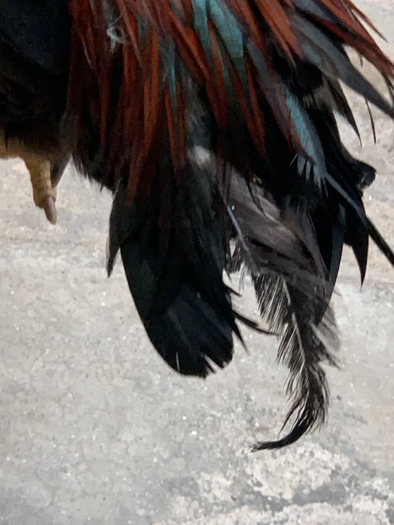 Aseel shamo — photo 11