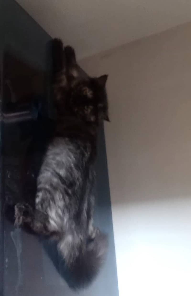healthy and active pair 1