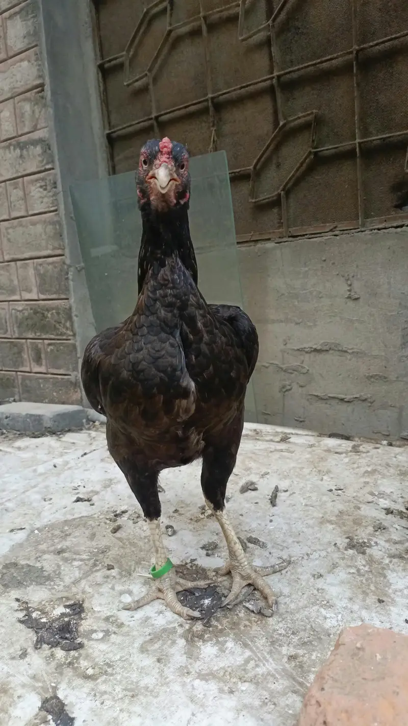 Aseel/mianwali/Amroha 03277799989 — photo 2