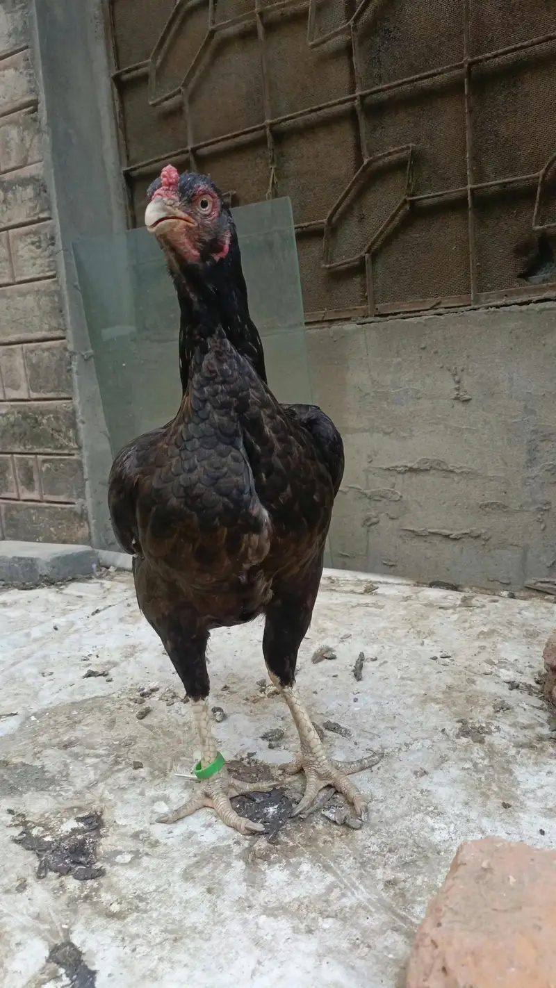 Aseel/mianwali/Amroha 03277799989 — photo 3