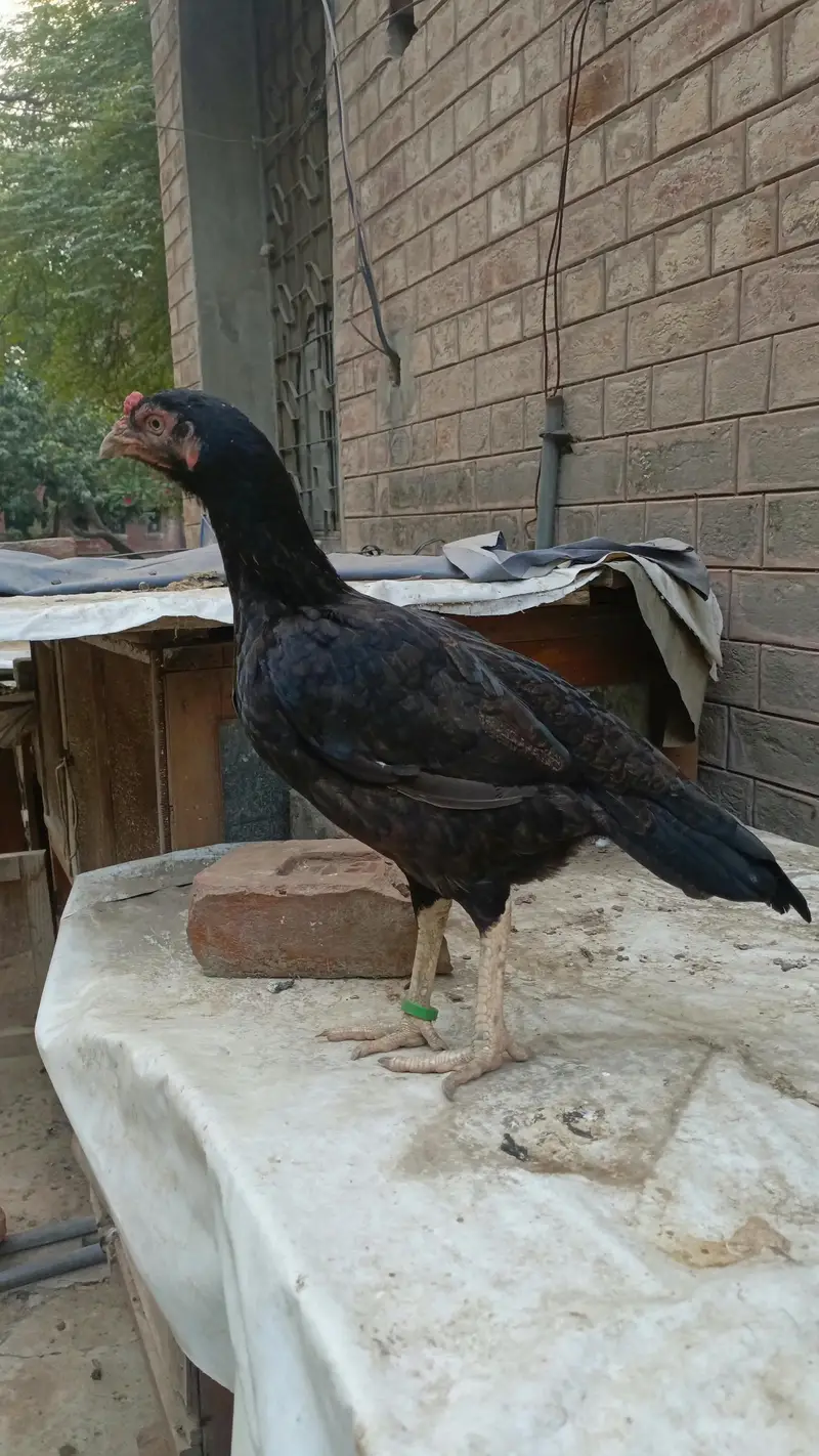 Aseel/mianwali/Amroha 03277799989 — photo 4