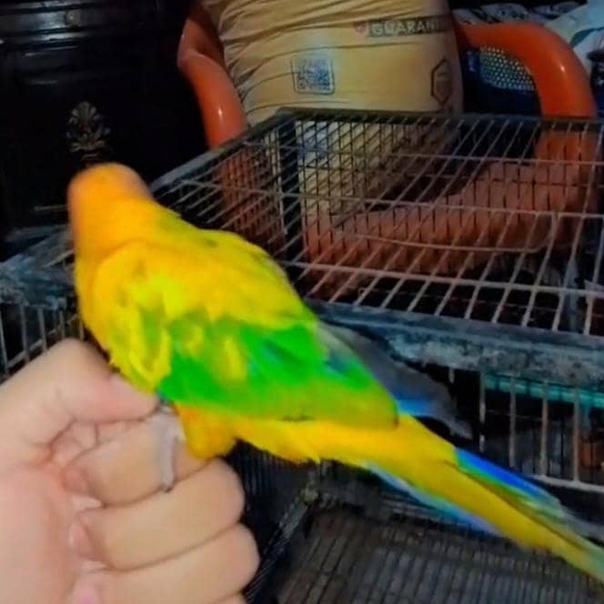 sunconure 0