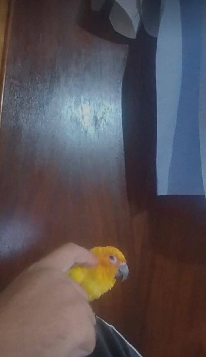 sunconure 1