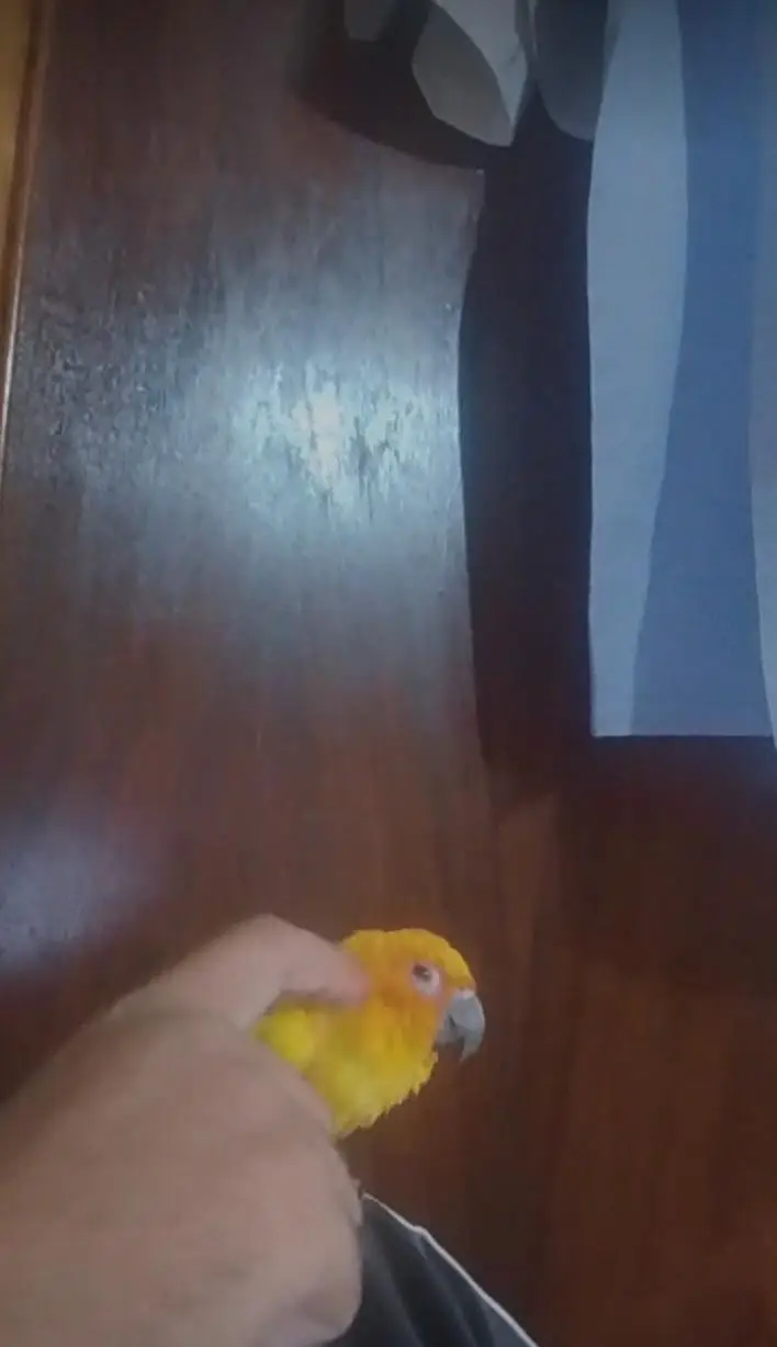 sunconure — photo 2