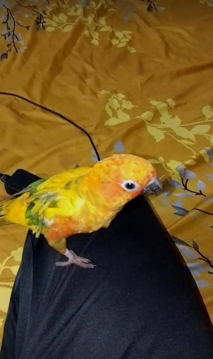 sunconure 2