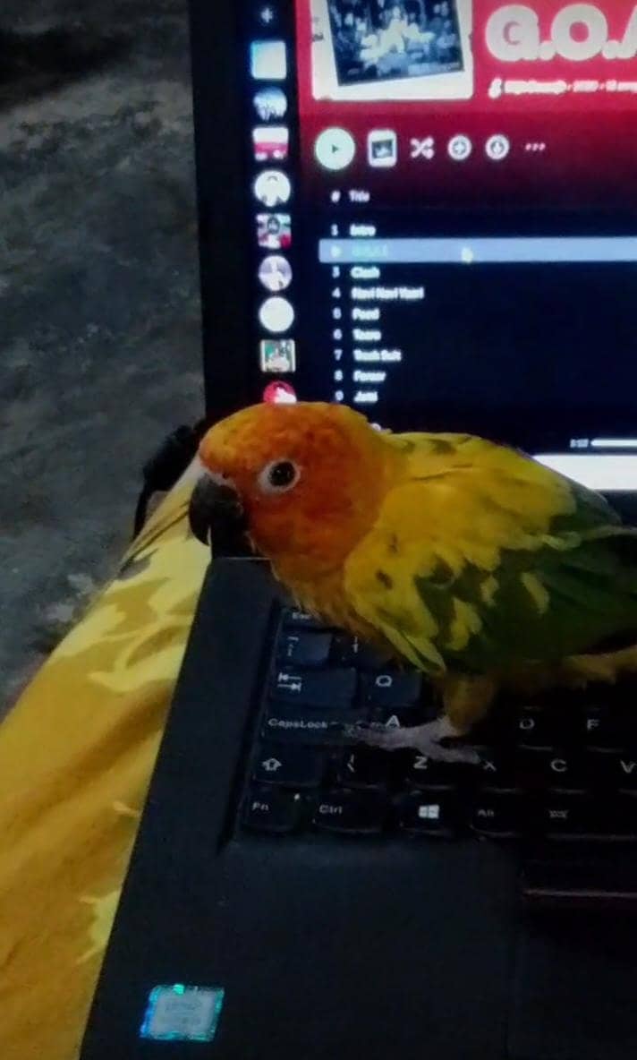 sunconure 3