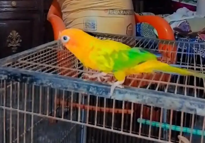 sunconure — photo 5