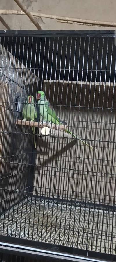 breader pair