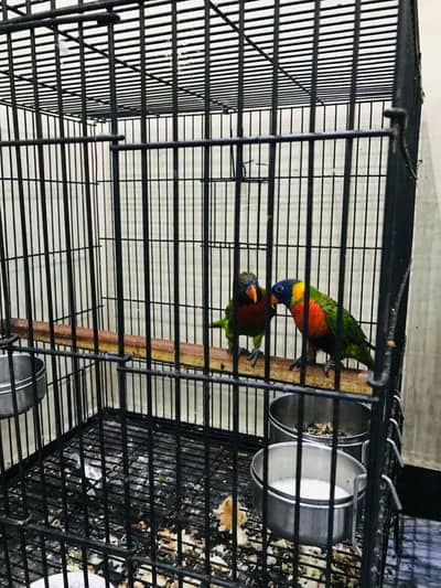 coconut lorie pair dna tested