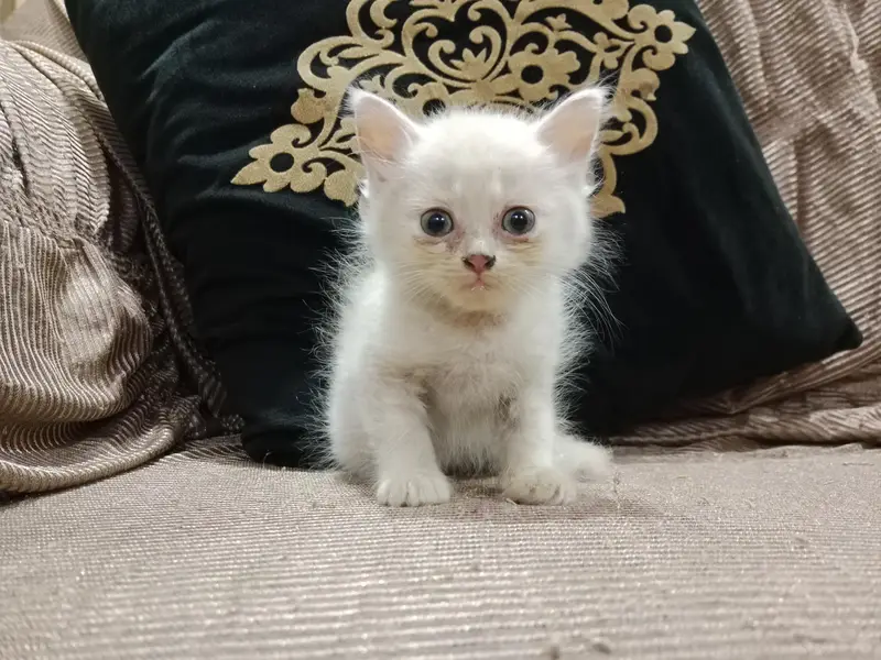 fersian female kitten — photo 2