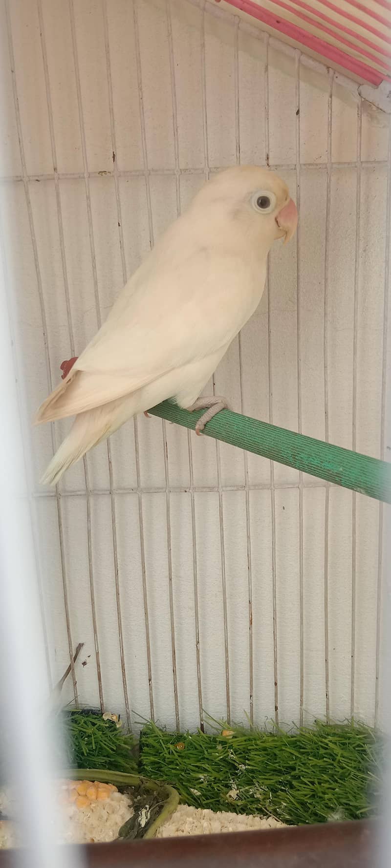 birds 0