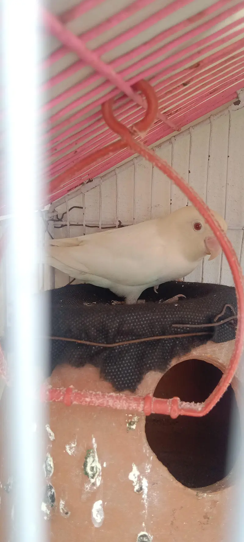 birds — photo 2
