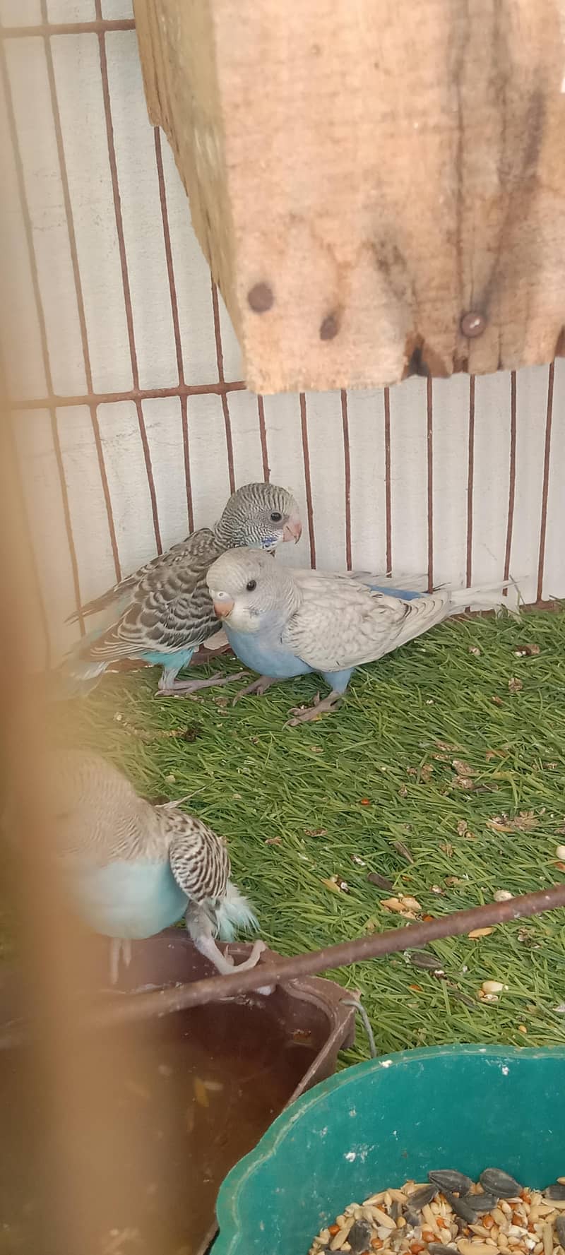 birds 2