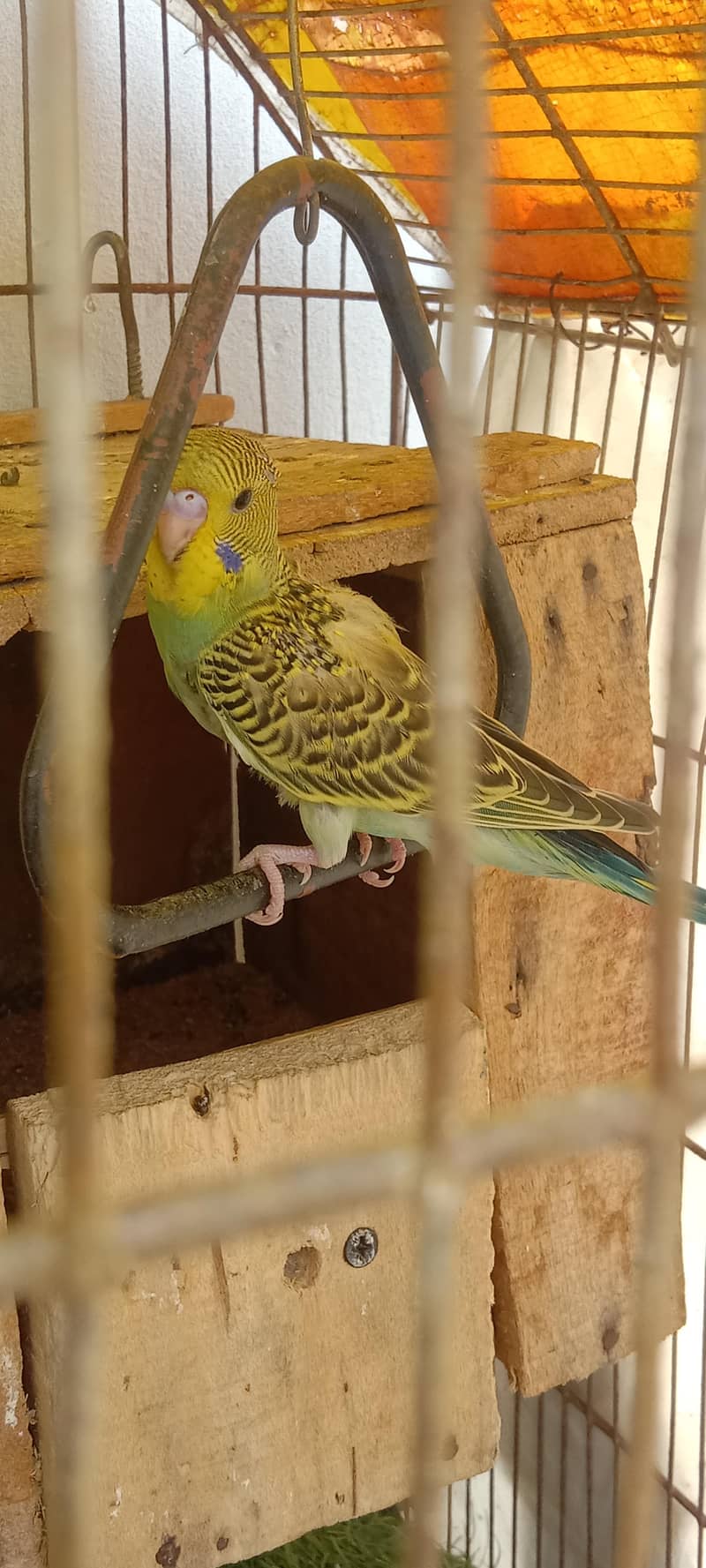 birds 3