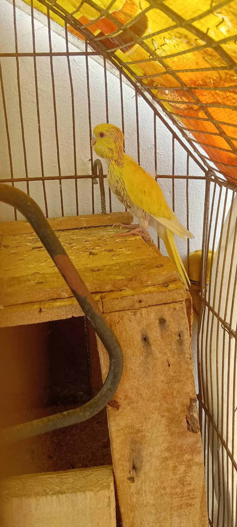 birds 4