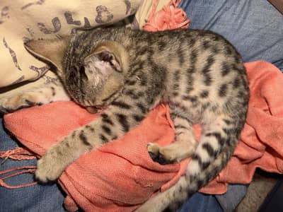KITTEN
