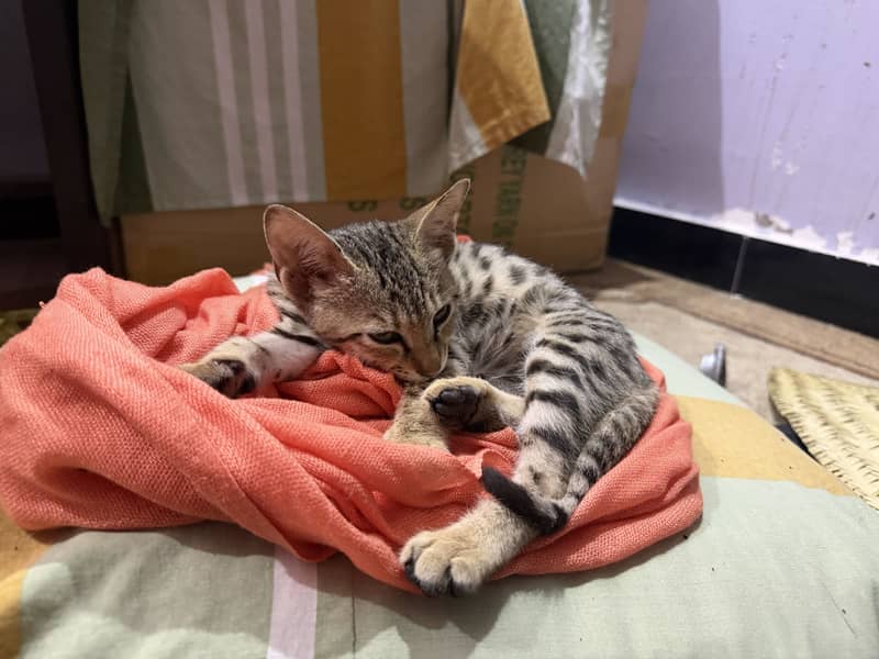 KITTEN 1
