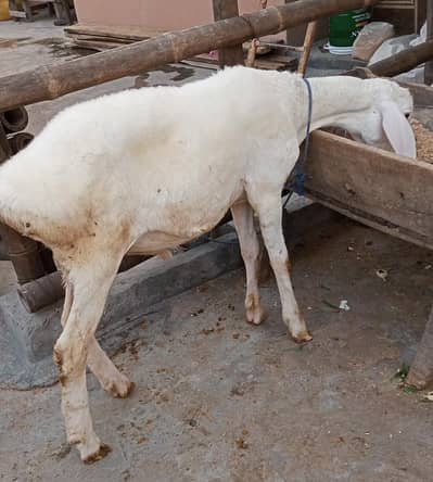 Talagang Dumba for sale