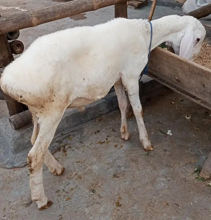 Talagang Dumba for sale — photo 2
