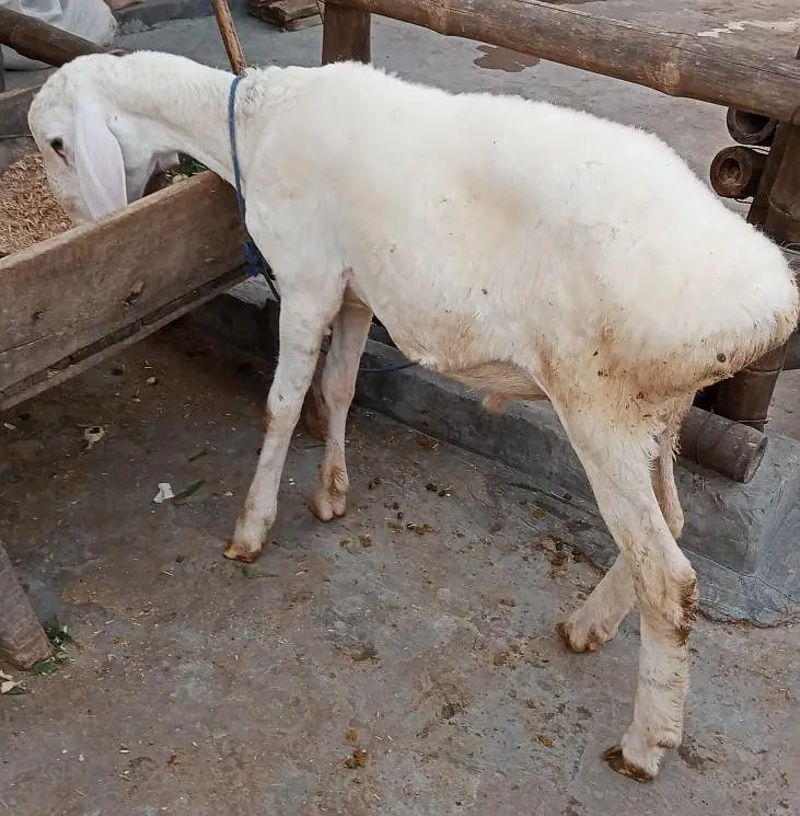 Talagang Dumba for sale — photo 3