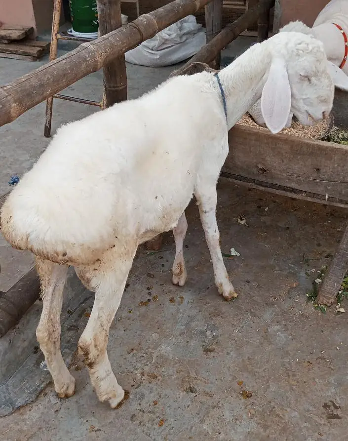 Talagang Dumba for sale — photo 4