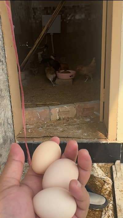 Fertile Eggs Lohman, Naked Neck and Desi hen, Australop male