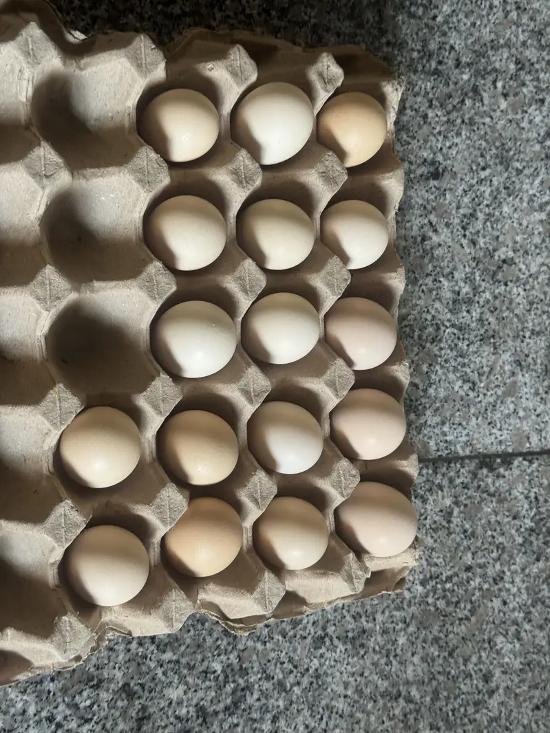 Fertile Eggs Lohman, Naked Neck and Desi hen, Australop male — photo 2