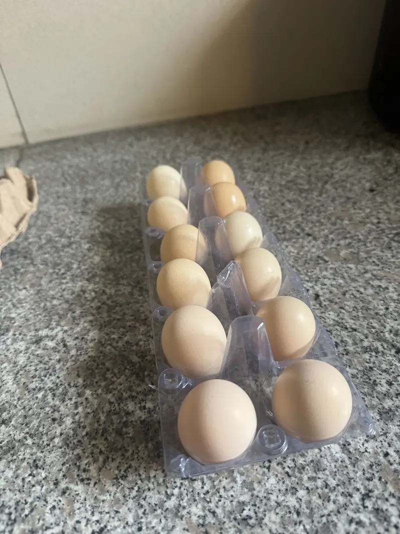 Fertile Eggs Lohman, Naked Neck and Desi hen, Australop male — photo 3
